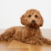 Cavapoo_1080x