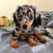 Dapple Dachshund puppy