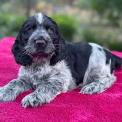 Sweet, intelligent, and affectionate